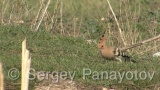 Видео клип на Папуняк - Папуняк през размножителния период